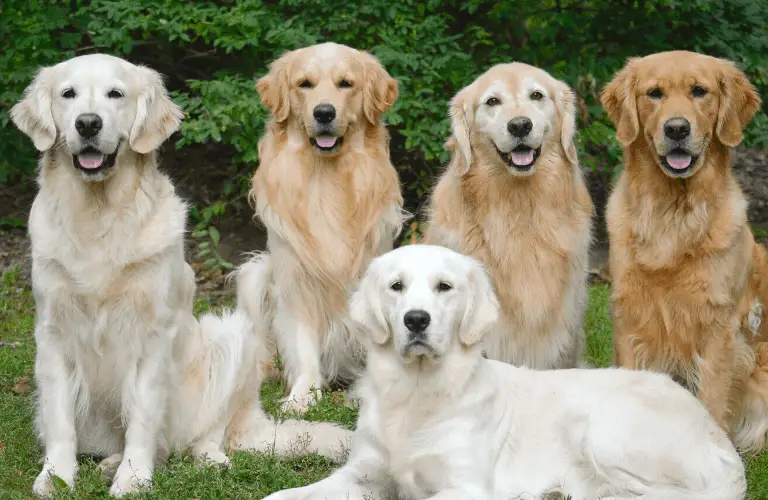 family of golden retrievers