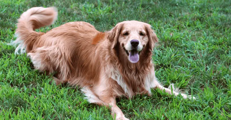 golden retriever fur