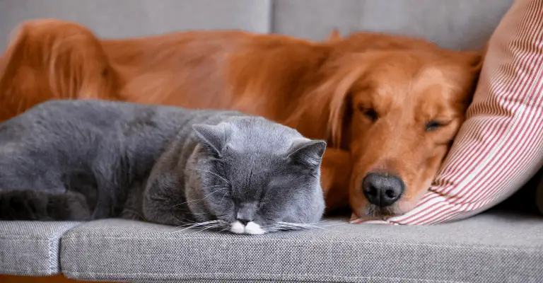 golden retriever good with cats