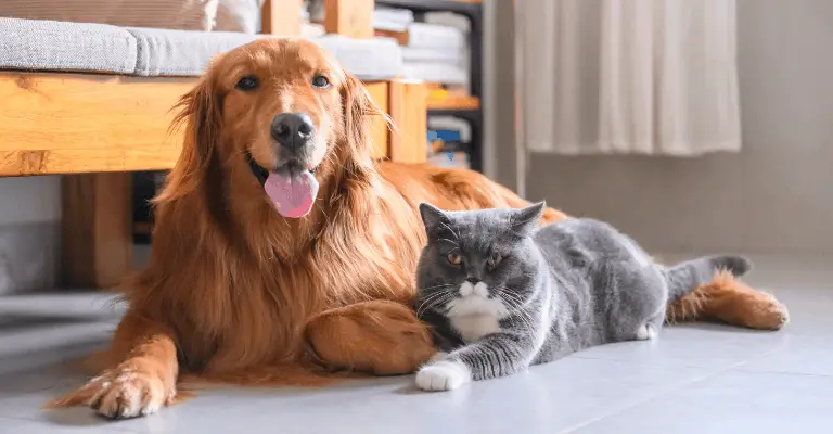 golden retriever good with cats