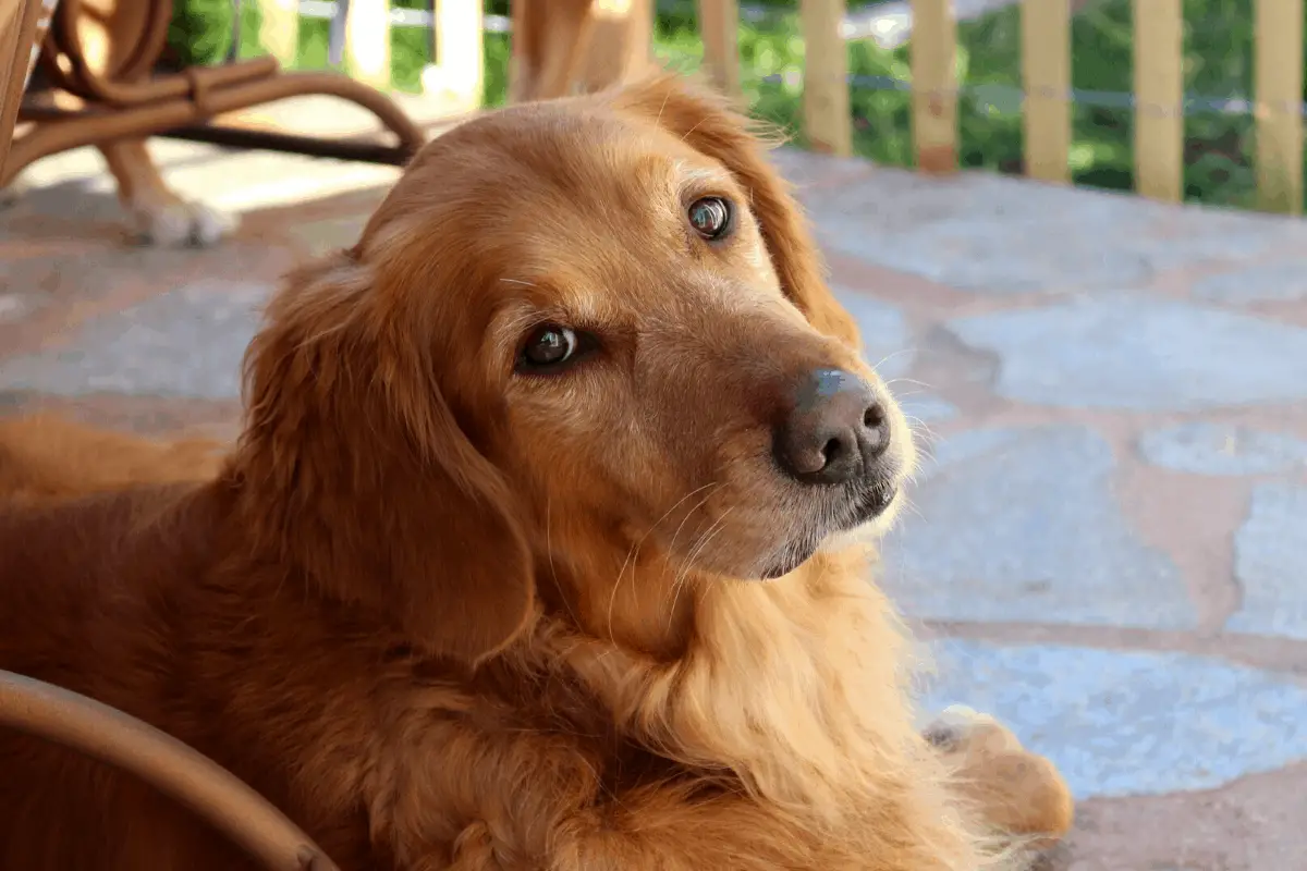 Golden Retriever Allergies: Causes And Treatments
