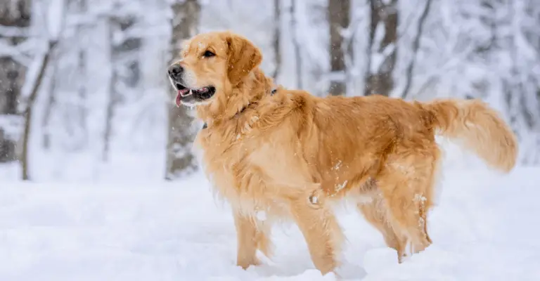 Types and Colors of Golden Retrievers – Golden Retriever Society