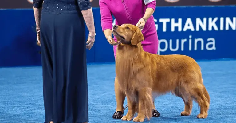 american kennel club golden retriever