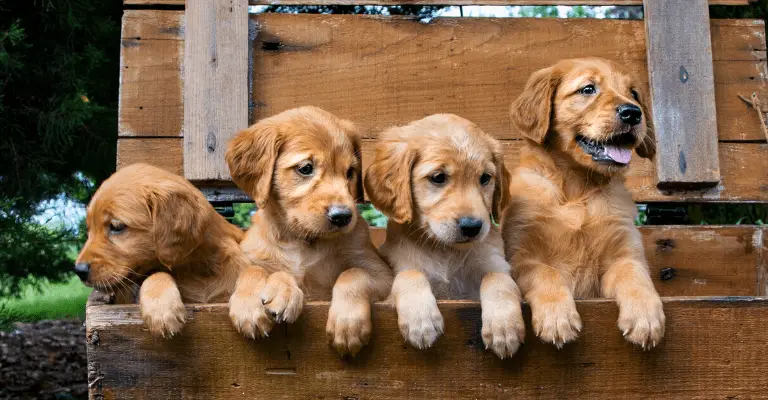 Choosing a Golden Retriever Breeder, Golden Retriever Puppies