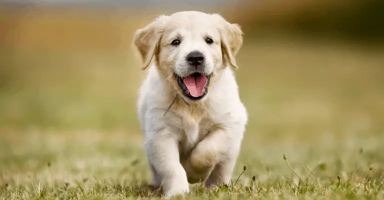 golden retriever puppy training