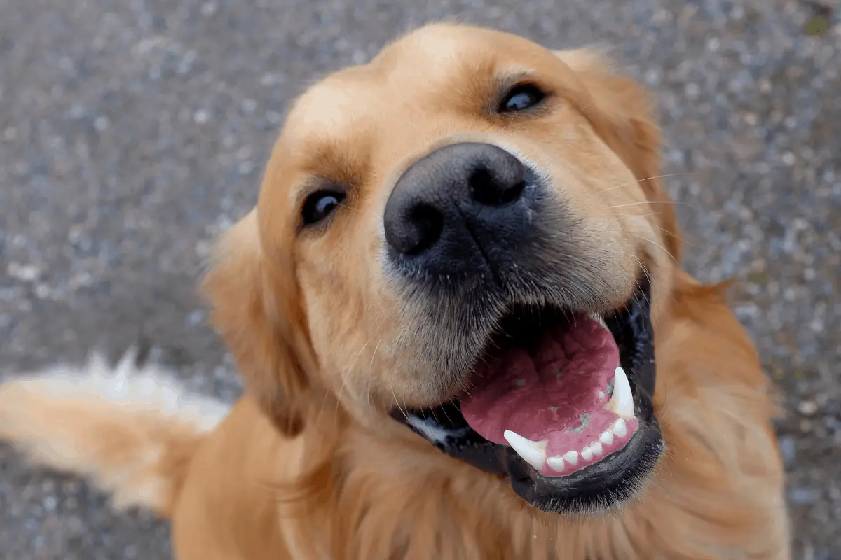 Golden Retriever Teeth: Care and Cleaning