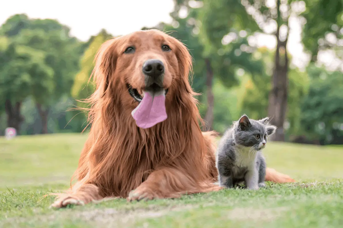 Are Golden Retrievers Good With Cats 