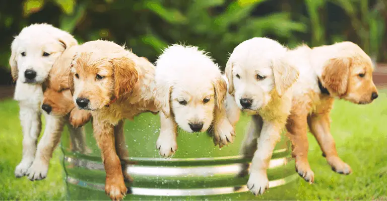 Types and Color of Golden Retriever Puppies