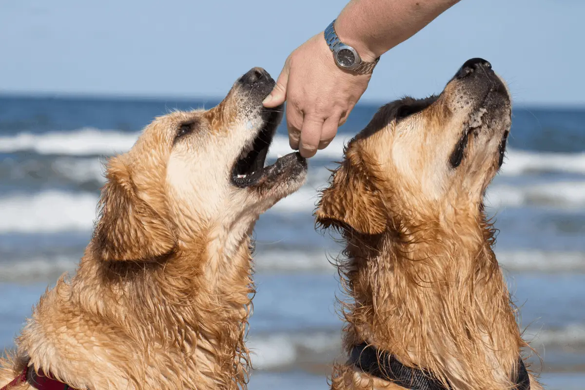 Best Dog Treats for Golden Retrievers (2021)