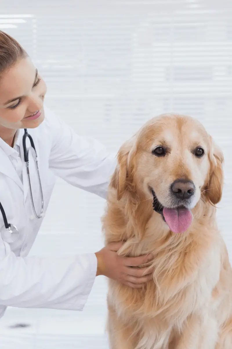 Golden Retriever Ear Infections – Golden Retriever Society