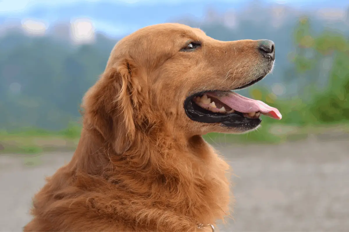 Best Dog Crates For Golden Retrievers 2021 Golden Retriever Society
