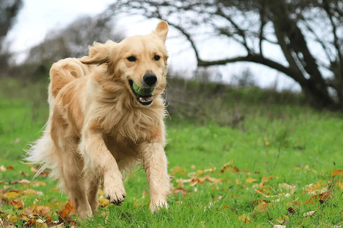 How Much Exercise Does a Golden Retriever Need?
