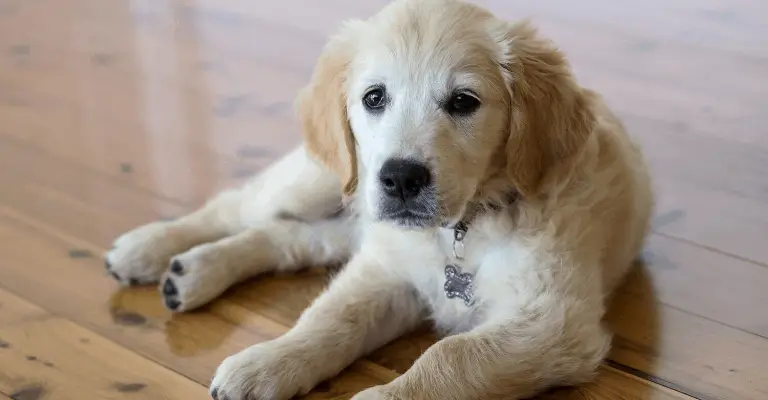 Golden Retriever Puppy