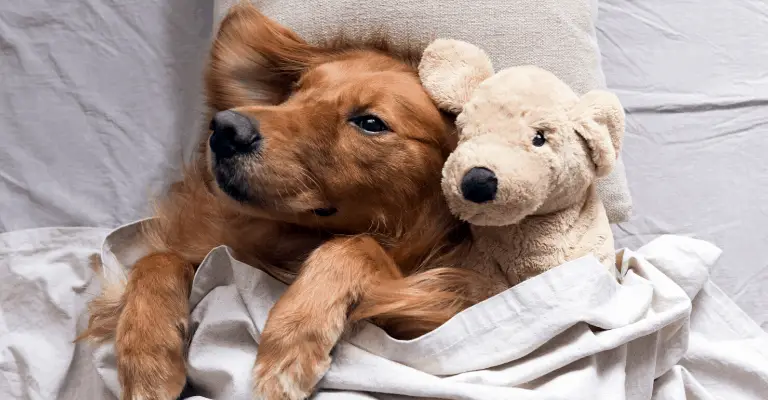 Golden Retriever Sleeping