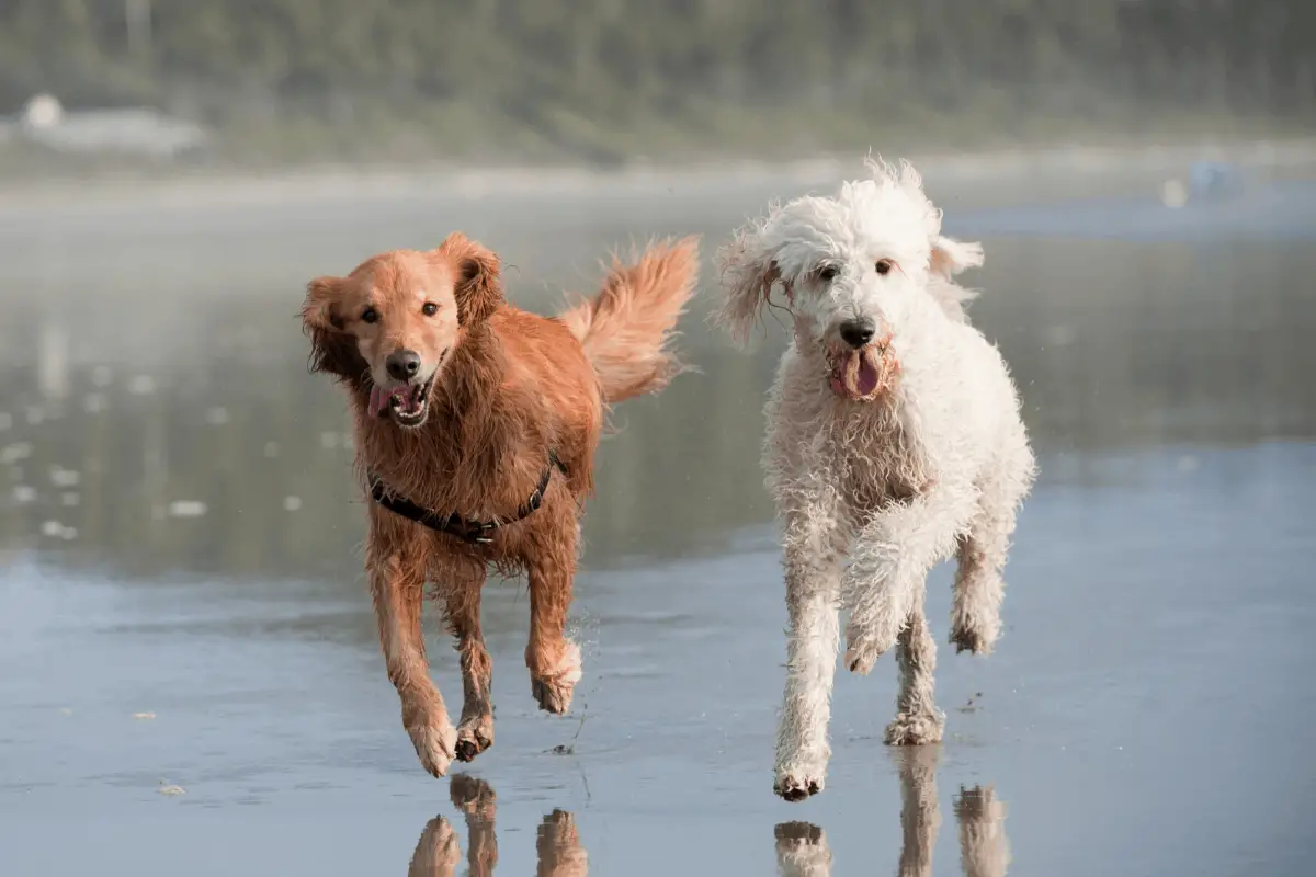 goldendoodle and golden retriever