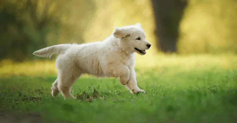 Puppy Playing