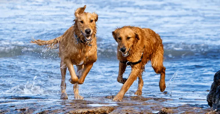 How Much Exercise Does a Golden Retriever Need?