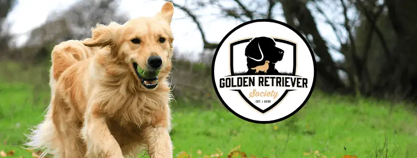 Golden Retriever Society About Us