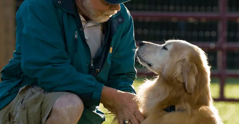 Golden Retriever Health