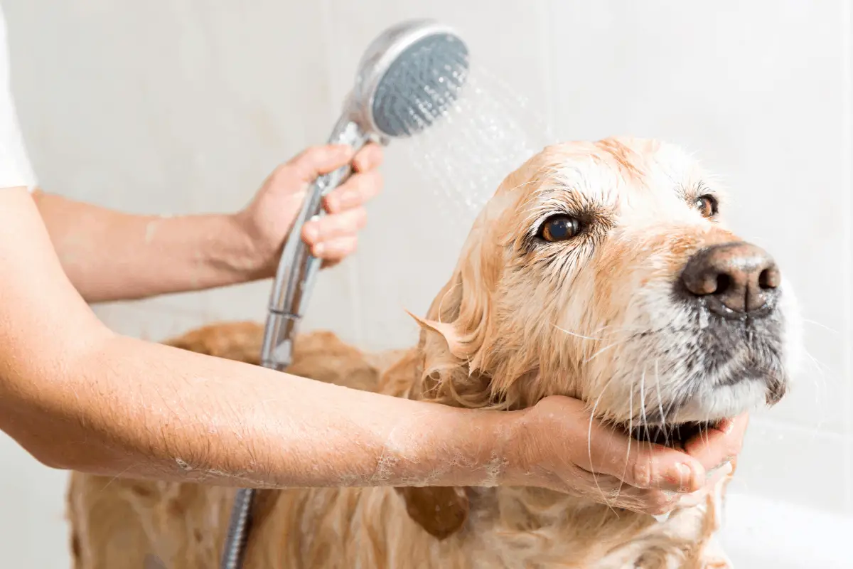 how to bathe a goldendoodle