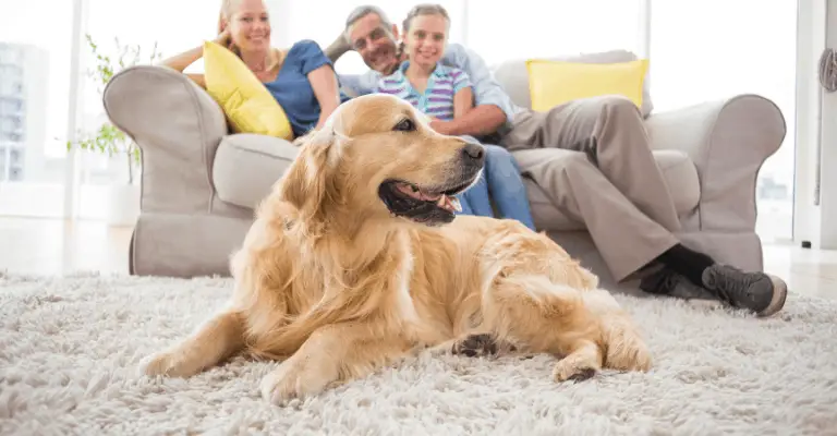 How Much Does a Golden Retriever Cost? - Golden Retriever ...