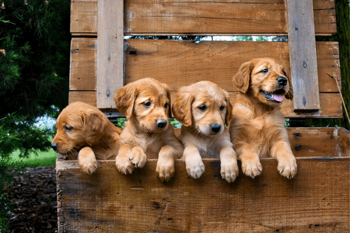 what do i need for a golden retriever puppy