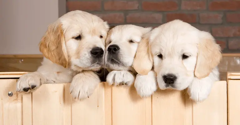 What to Look for in a Golden Retriever Breeder