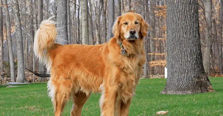 shaved golden retriever