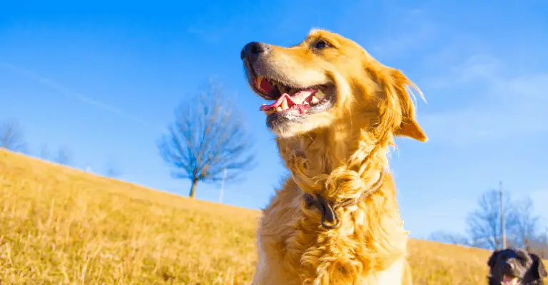 Golden Retriever Sun Screen