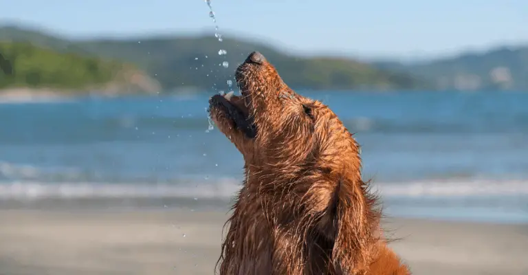 Keeping Golden Retriever Cool