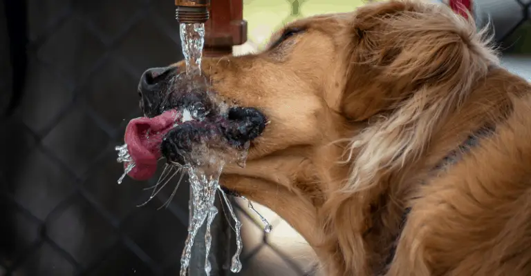 drooling-causes-golden-retriever-society