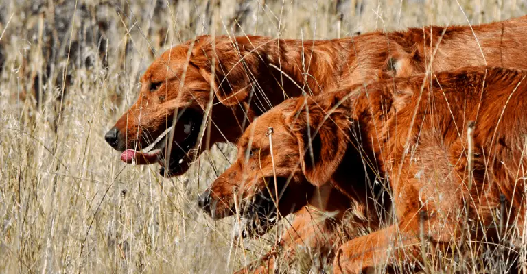 Red Golden Retrievers Hunting