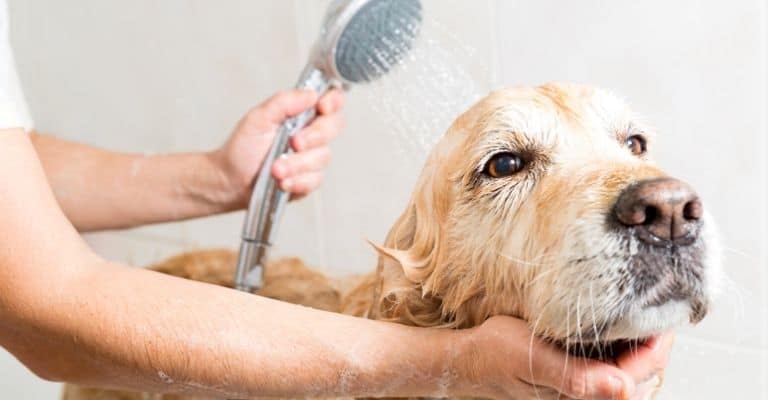 Best Dog Shampoos for Golden Retrievers List