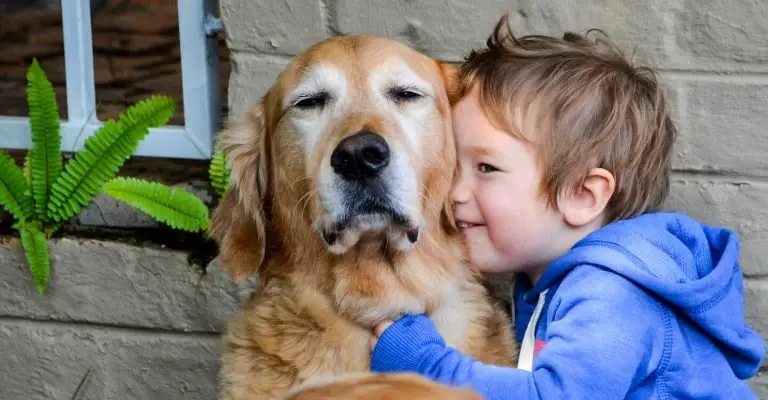 Caring For A Golden Retriever In Heat