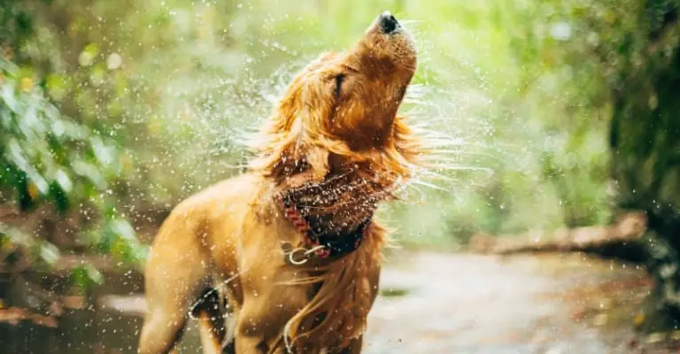 Do Golden Retrievers Need Conditioner