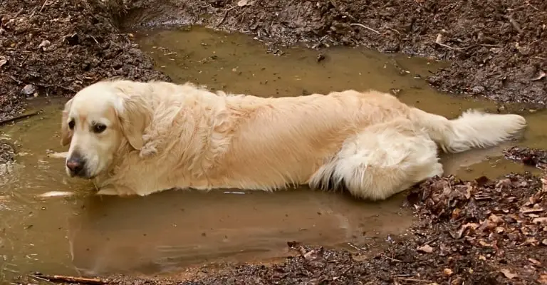 Golden Retriever Odor