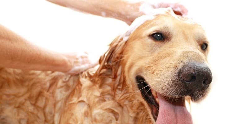 Tips for Bathing a Golden Retriever