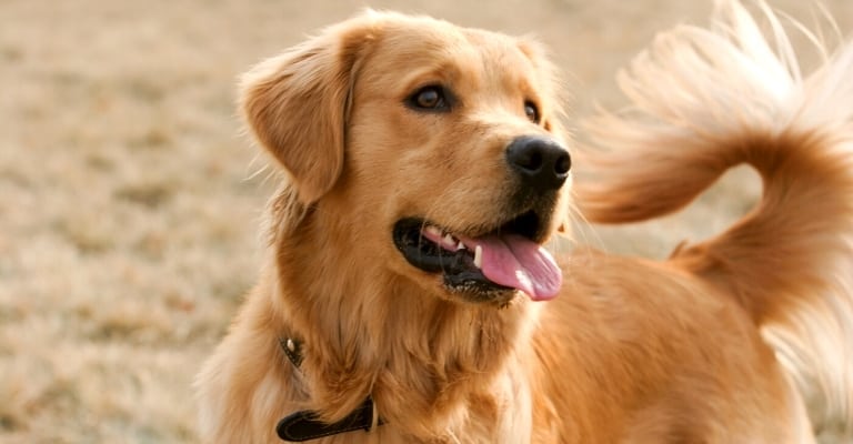 When Should I Expect My Golden Retriever To Go Into Heat