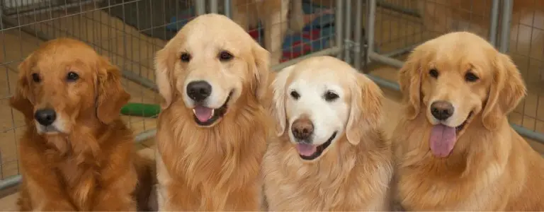 Field and Show Golden Retrievers