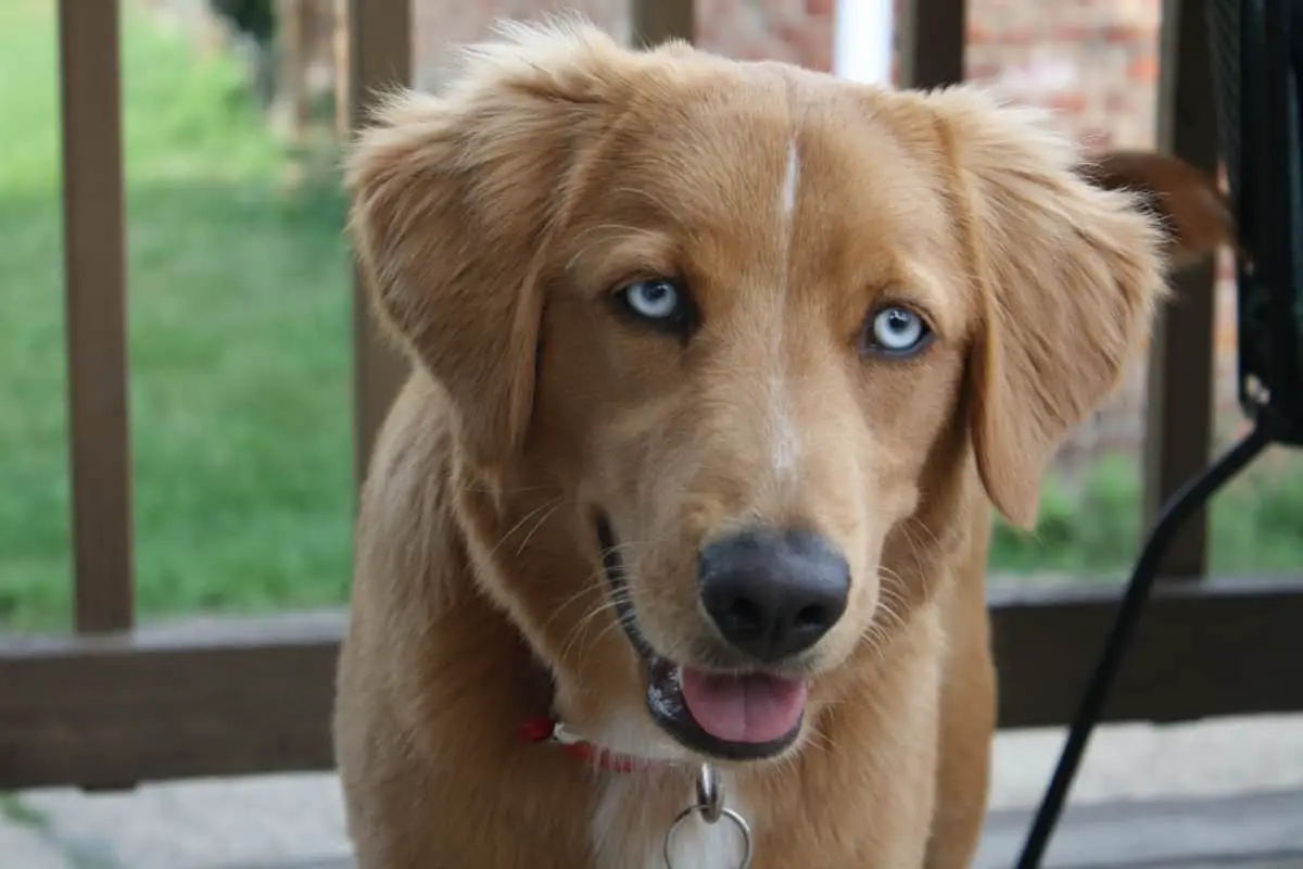 Blue Eyed Golden Retriever