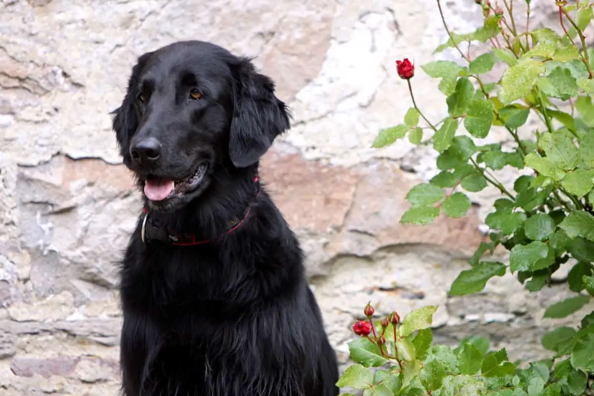 Fun Facts About The Controversial Black Golden Retriever - Flat CoateD Retriever 2