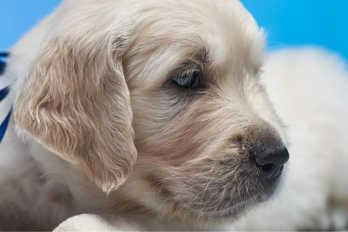 Golden Retriever Puppies With Blue Eyes