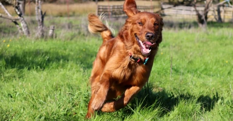 How Long Can A Golden Retriever Run