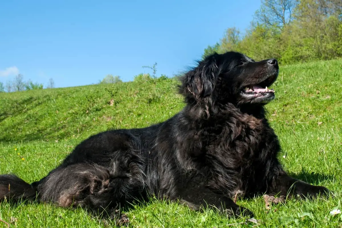 Newfoundland Dog