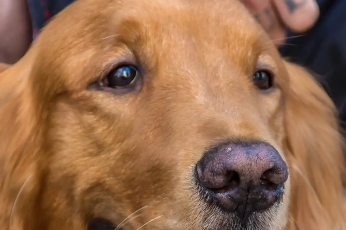 Standard For Eye Colors In Golden Retrievers