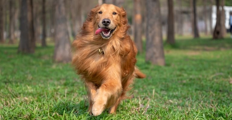 Why are Golden Retrievers Fast Runners