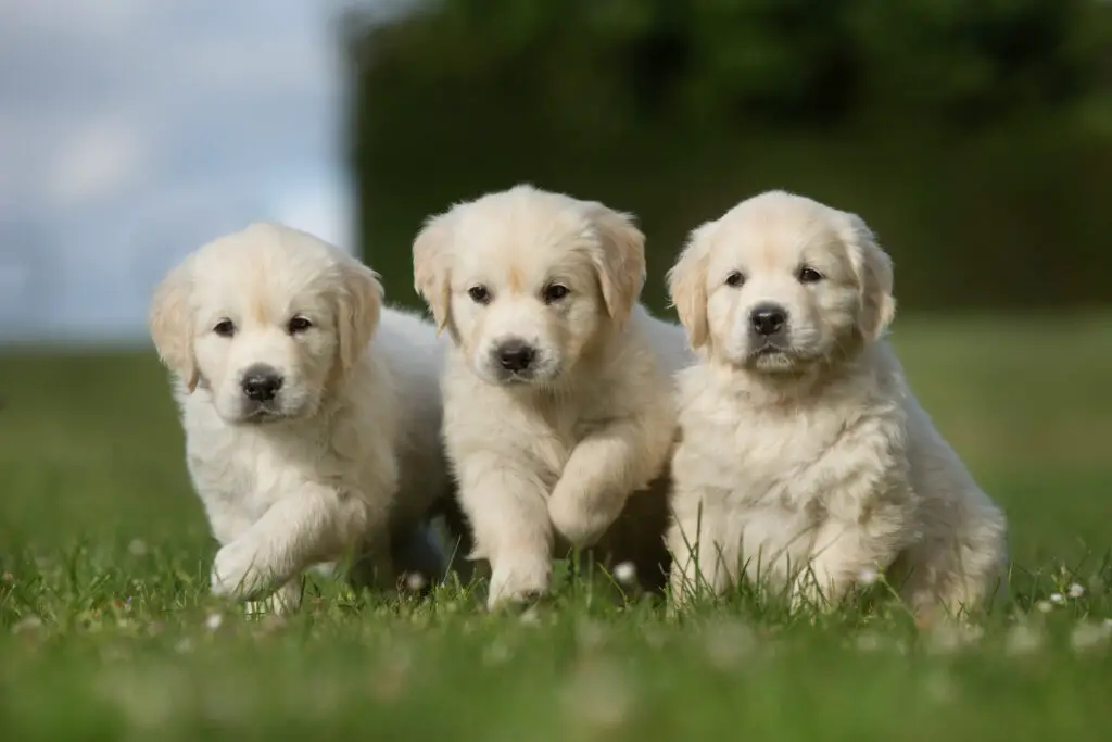 Raising a Golden Retriever Puppy