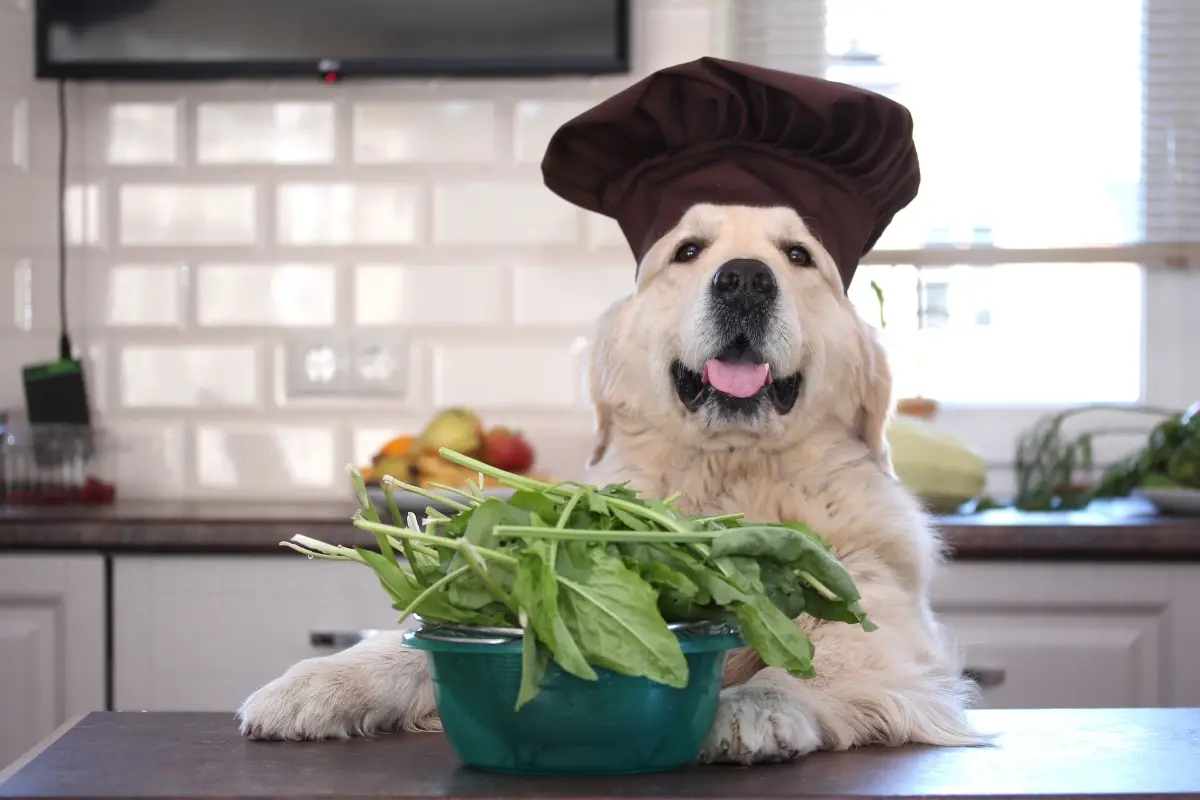 Are Grain Free Diets Safe For Golden Retrievers