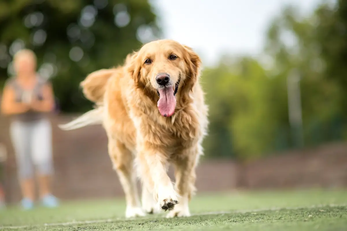 6 Most Recommended Dog Food for Golden Retrievers in 2023