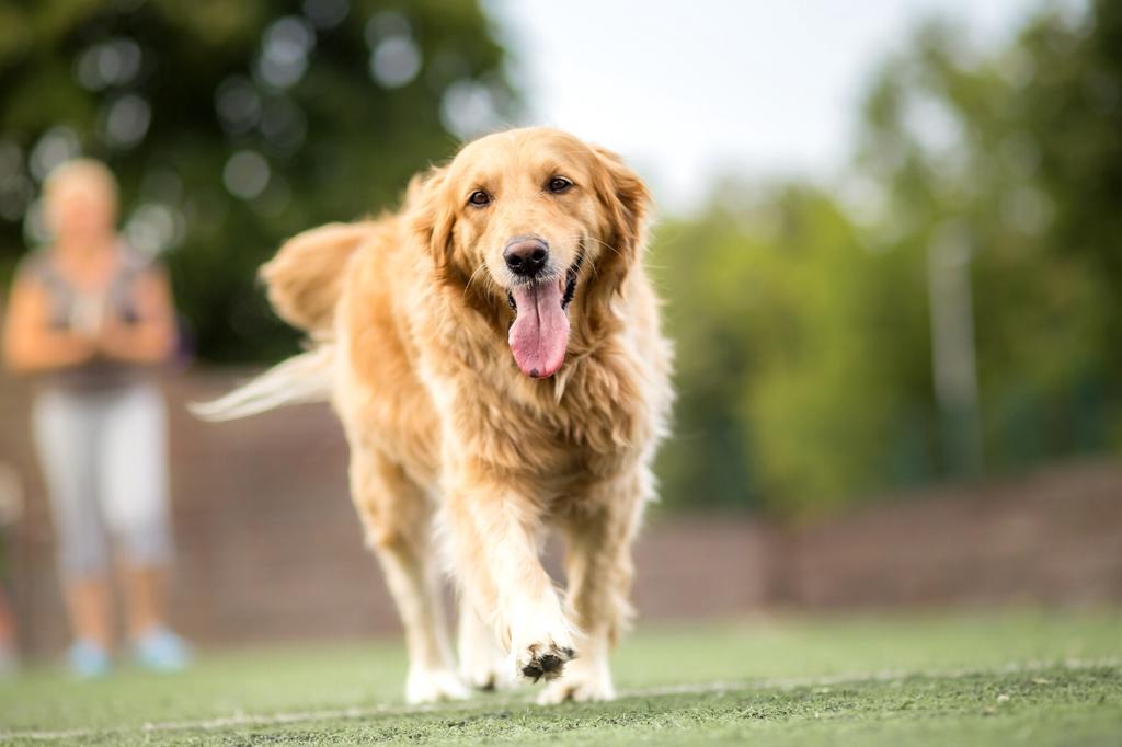 Best Puppy Food for Golden Retrievers